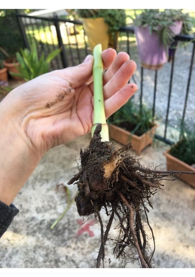 Kırmızı Hint Gülü Canna İndica Fidanı 10-20 Cm