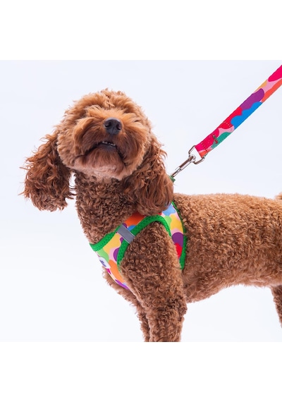 Rainbow Crew Göğüs Tasması Ve Sevk Kayışı Tasma Seti Renkli Kedi Köpek Göğüs Tasması Seti M Çok Renkli