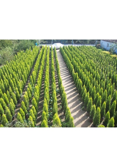Videolu 1 Adet Limoni Servi 60-120 Cm Tüplü Dış Mekan Ağaçları Cupressus Macrocarpa Goldcrest