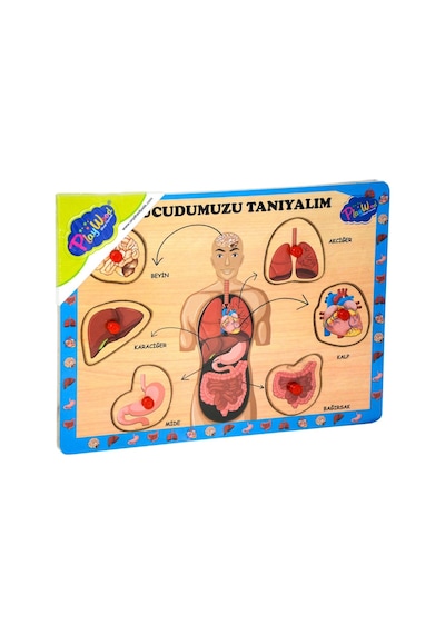 287/288 Onyıl. Ahşap Tutmalı Vücudumuzu Tanıyalım