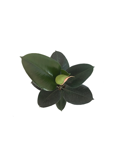 Ficus Elastica (Kauçuk Çiçeği) Ø12 CM 30-35 CM