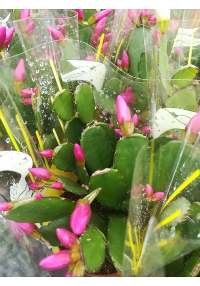 Videolu Pembe Yılbaşı Çiçeği 1 Adet Saksılı 15-25cm Iç Mekan Ev Salon Bitkisi Schlumbergera Pink