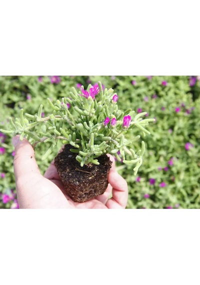 Bahçe Seti 2 Adet Limon Servi Çamı+1 Adet Pembe Gül+hediye Mezem Çiçeği