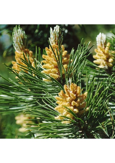 Tüplü Fıstık Çamı Fidanı Pinus Pinea - Bahçe Ve Peyzaj İçin 4 Mevsim Dikilebilir Canlı Çam Ağacı Fidanı
