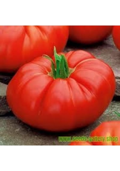 100 Adet Tohum Paket Nadir İthal Dev Hollanda Domatesi Tohu