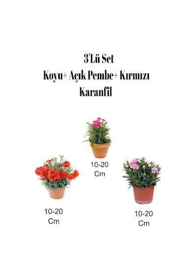 3'lü Set Kırmızı+ Koyu- Açık Pembe Karanfil Çiçeği Dış Mekan Bitkisi