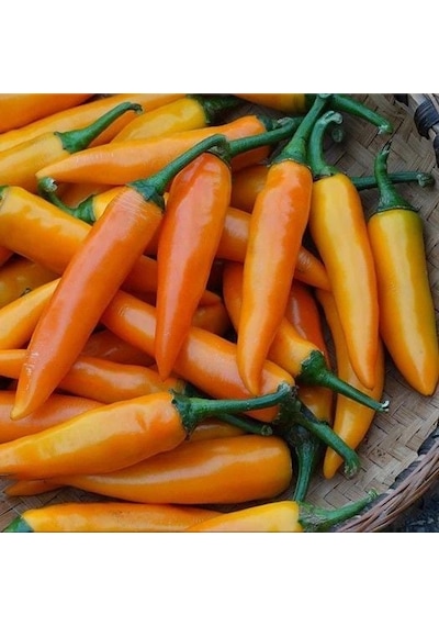 Doğal Geleneksel Bulgarian Carrot Hot Chili Biber Biber Tohumu 10 Tohum