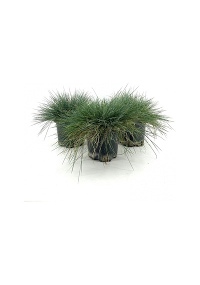 Serada Decor Plant Mavi Çim-saksıda-3 Adet