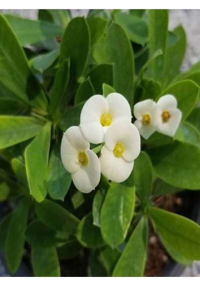 Ithal Beyaz Renkli 1 Adet Milli Dikenler Tacı Çiçeği Fidanı 15-30cm Saksılı Euphorbia