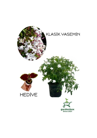 Mis Kokulu İzmir Yasemini Çiçeği 1 Adet Saksılı/tüplü 30-60cm +yaprak Güzeli