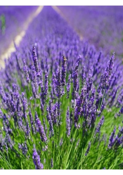 Videolu Şahane Kokulu 5 Adet Lavanta Çiçeği Fidanı 40-60cm Saksılı Lavander