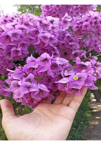 Videolu Mor Begonvil Çiçeği 80-100 Cm 1 Adet Saksılı Çiçekli Bahçe Bitkisi Bougainvillea