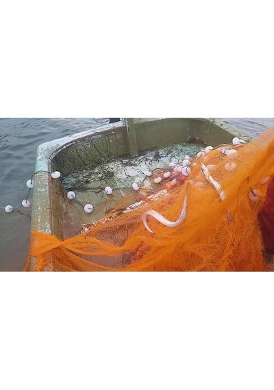 Yelpaze Toyo 210 D/2 Denye 2 Numara 100 Göz Ip Balık Ağı (200Mt)
