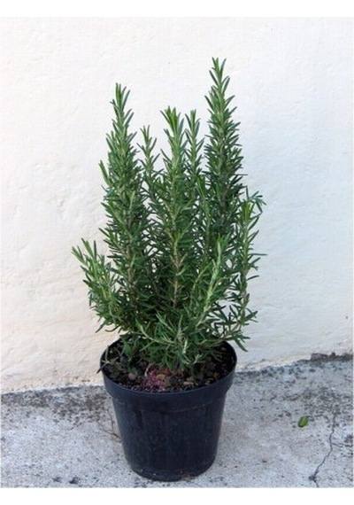 Tıbbi Aromatik Biberiye Bitkisi Fidanı Rosmarinus Officinalis 10-20 Cm