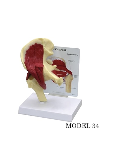 Kalça Eklemi Maketi Kas. Tendon Eklem Modeli Model 34