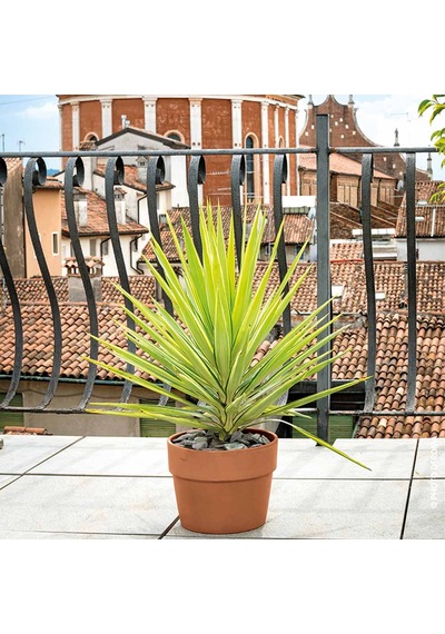 Cachepot Perfetto 13 Cm Toprak Saksı Terracota