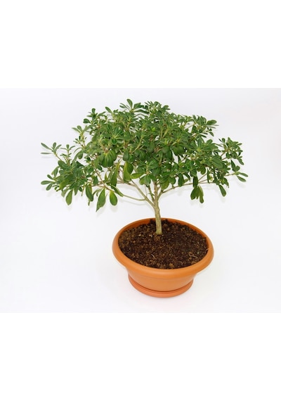 Bonsai Yıldız Çalısı Pitosporum Ev / Ofis Bitkisi
