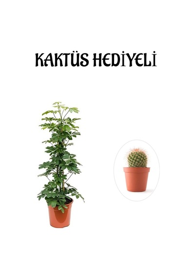 Hediyelik Yeşil Şeflera Bitkisi Sevgililer Gününe Özel Kaktüs Hediyeli