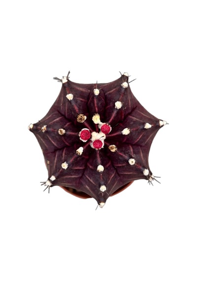 Gymnocalycium Mihanovichii - Bordo 1 Adet