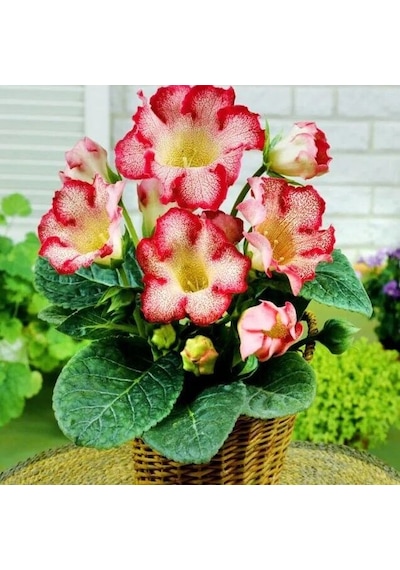 Gloksinya Tigrina Red Gloxinia Bardak Menekşesi Çiçeği Soğanı 1 Adet