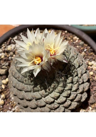 10 Adet Strombocactus Disciformis Kaktüs Tohumu