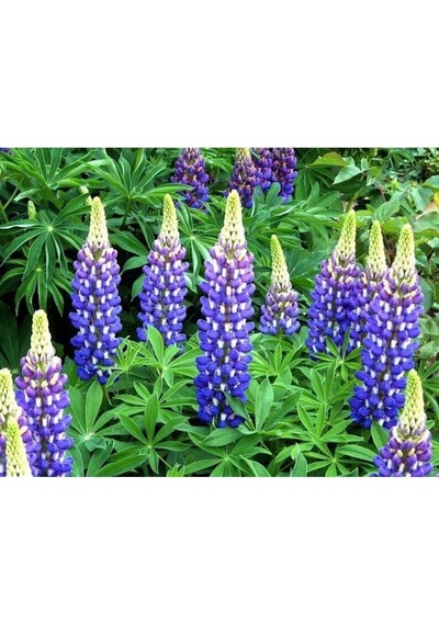 Tohum Dünyam 5 Adet Lupin Blue Flame Giant Tohumu