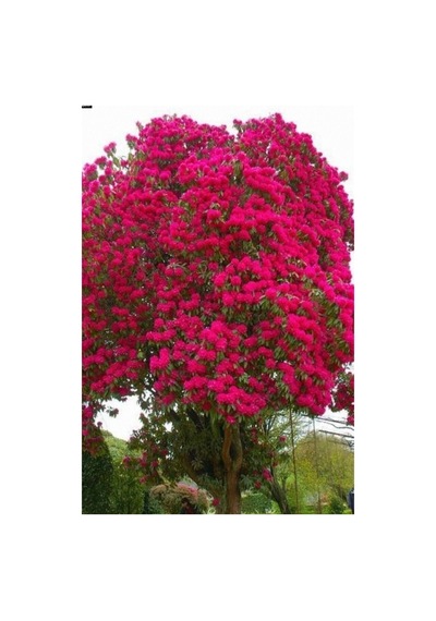 Kırmızı Oya Ağacı Fidanı 40-60cm Saksılı/tüplü