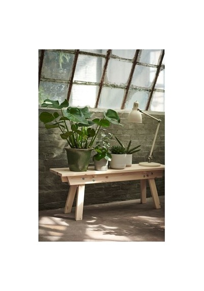 Ikea Monstera Canlı Bitki, Yeşil, 21 Cm, Deve Tabanı