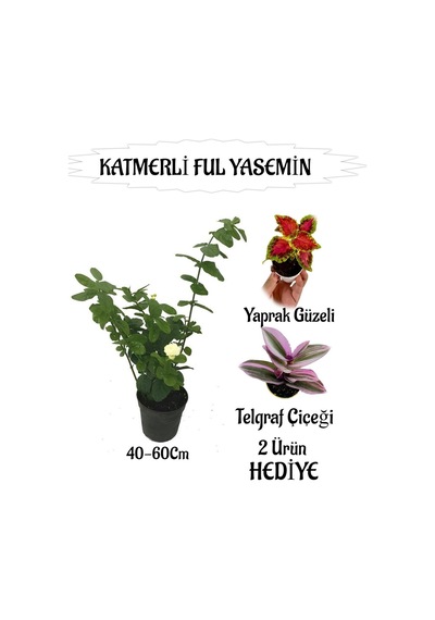 Mis Kokulu Katmerli Ful Yasemin 1 Adet+yaprak Güzeli-telgraf Çiçeği Hediyeli