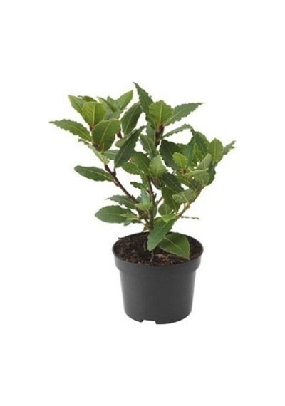 Saksıda Laurus Nobilis Defne Fidanı 20-30 Cm