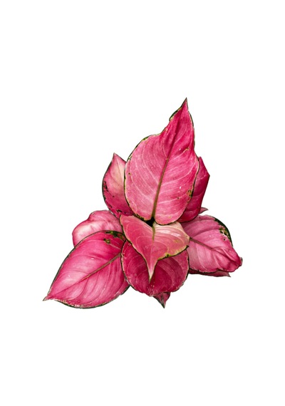 Aglaonema 'pink Star' Çin Herdemyeşili