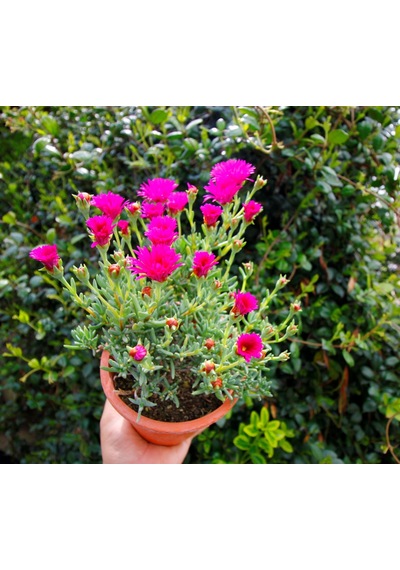 İZMİR GÜZELİ - PEMBE ÇİÇEKLİ ve ÇOK YILLIK BİTKİ (Saksıda)