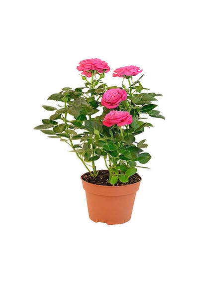 Videolu Canlı Yediveren Pembe Bodur Gül Fidanı 1 Adet Saksılı 30-60 Cm Bahçe Bitkisi Pink Rose