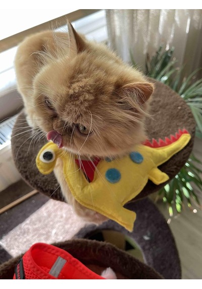 Dino Dino 24 Cm Catnip + Kedi Zili