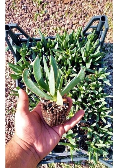 Kaz Ayağı Çiçeği Carpobrotus Acinaciformis Yer Örtücü Bitki