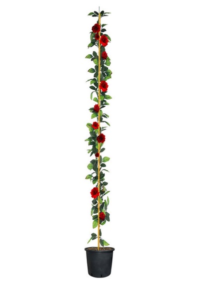 Videolu Kırmızı Sarmaşık Gül Fidanı 3 Adet Tüplü\saksılı 80-150 Cm Red Climbing Rose Sapling