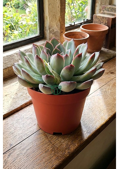 Echeveria Chihuahuaensis Koleksiyonluk Sukulent 8.5 Cm Saksıda