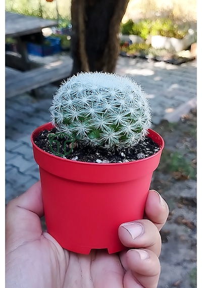 Mammillaria Candida Kaktüs Koleksiyonluk Nadir Tür