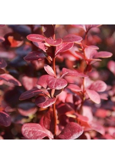 1 Adet Roket Berberis Fidanı Saksılı