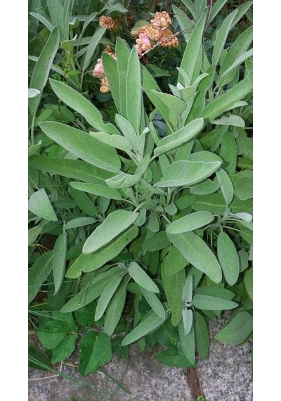 Adaçayı Fidanı Salvia Officinalis 15 20 Cm