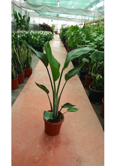 Starliçe Cennet Kuşu Strelitzia Nicolai Orta Boy 30-60 Cm