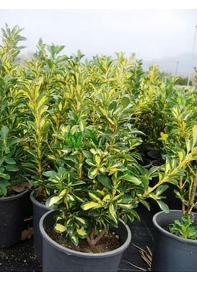 Yeşil Tafllan Çiçeği Fidanı 40-60cm Saksılı Çiçekli Bodur Bitkiler Euonymus Japonicus