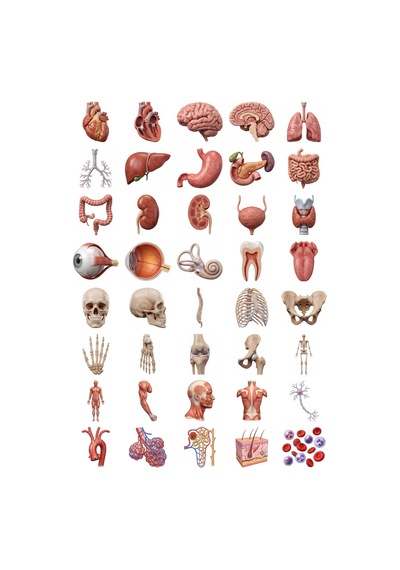 Anatomi Sticker Seti 3d Gerçekçi 40 Adet Organ İskelet Tıp Öğrencisi Ajanda Çıkartma Çok Renkli