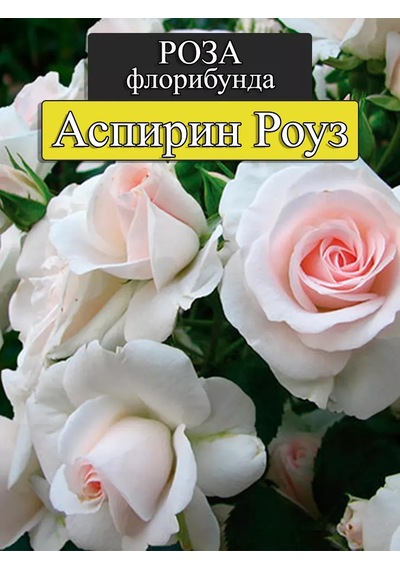 Aspirin Rose Gül Fidanı