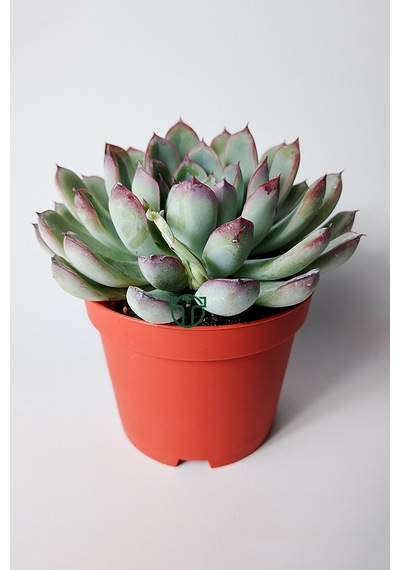 Echeveria Chihuahuaensis Koleksiyonluk Sukulent 8.5 Cm Saksıda