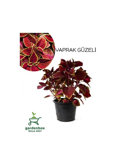 Koyu Renk Yaprak Güzeli 1 Adet Saksılı Kolyoz