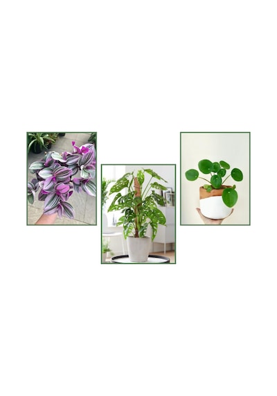 Pilea & Pembe Telgraf(Nanouk) & Delkli Deva Tabanı(Monstera Adons