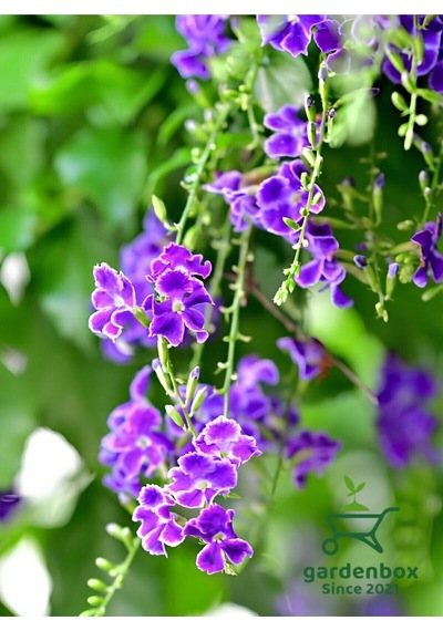 Mor Ağaç Menekşesi Duranda 1 Adet Saksılı 40-60cm Purple Duranta