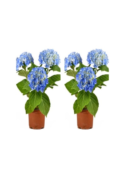 Videolu 2 Adet Mavi Çiçekli Ortanca Fidanı 30-55 Cm Tüplü Çiçekli Bodur Bitkiler Blue Hydrangea