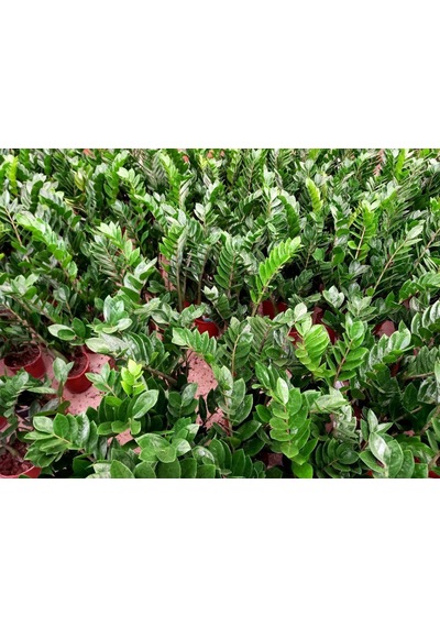 Zamia Bitkisi - Zeze Çiçeği 2 Adet  2948